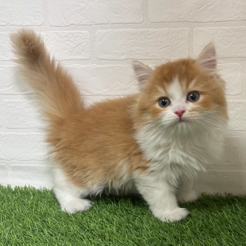 三重県のスコティッシュフォールド (ワンニャンハウス四日市店/2025年9月29日生まれ/男の子/レッドホワイト)の子猫の3枚目の画像