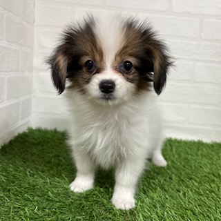 三重県のパピヨン (ワンニャンハウス四日市店/2025年8月29日生まれ/女の子/ホワイトブラウン)の子犬
