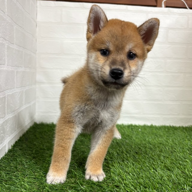 三重県の柴犬(標準サイズ) (ワンニャンハウス四日市店/2025年7月28日生まれ/男の子/赤)の子犬の3枚目の画像