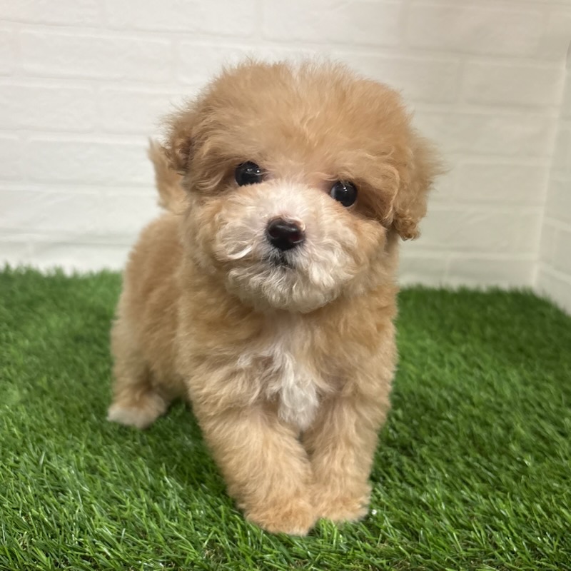 三重県のビションプー(ビションフリーゼ×プードル) (ワンニャンハウス四日市店/2025年11月15日生まれ/男の子/クリーム)の子犬の1枚目の画像