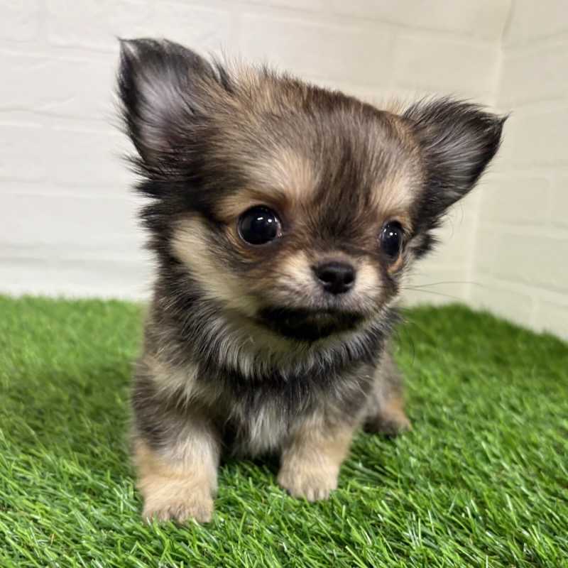 三重県のチワワ(ロング) (ワンニャンハウス四日市店/2026年1月19日生まれ/女の子/フォーン)の子犬