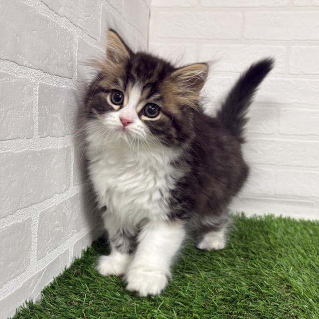 三重県のスコティッシュフォールド (ワンニャンハウス四日市店/2025年10月9日生まれ/男の子/ブラックタビーホワイト)の子猫の1枚目の画像