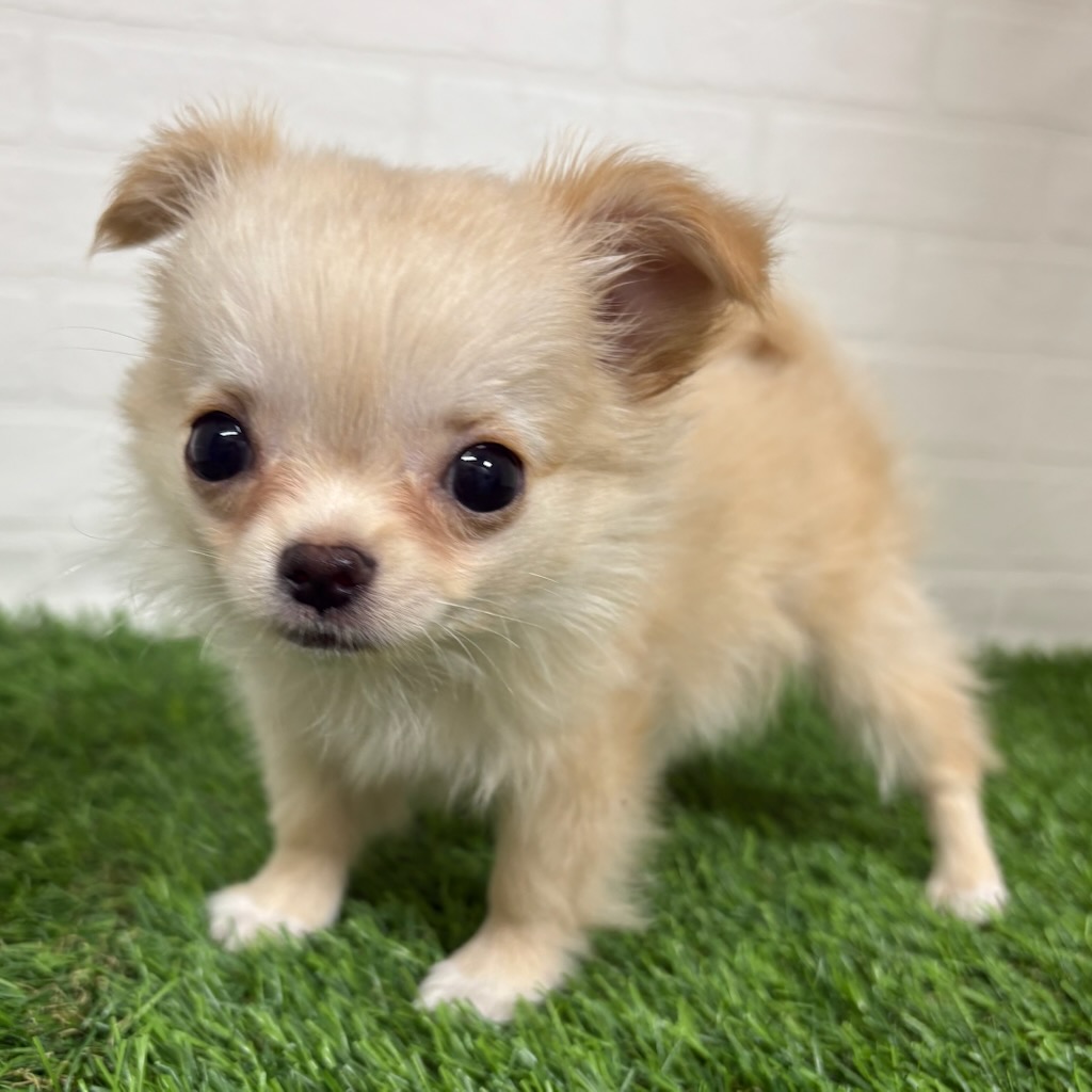 三重県のチワワ(ロング) (ワンニャンハウス四日市店/2025年9月11日生まれ/女の子/クリームホワイト)の子犬の2枚目の画像