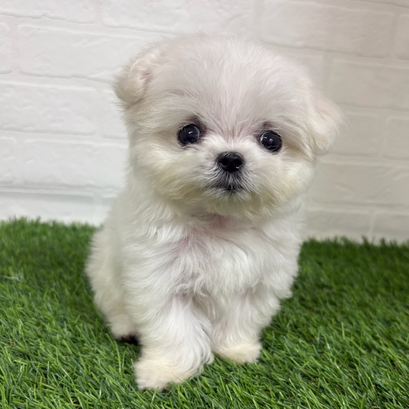 三重県のハーフ犬・ミックス犬 (ワンニャンハウス四日市店/2026年3月17日生まれ/女の子/クリーム)の子犬の2枚目の画像