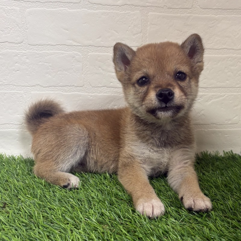 三重県の柴犬(標準サイズ) (ワンニャンハウス四日市店/2025年11月17日生まれ/女の子/赤)の子犬の1枚目の画像