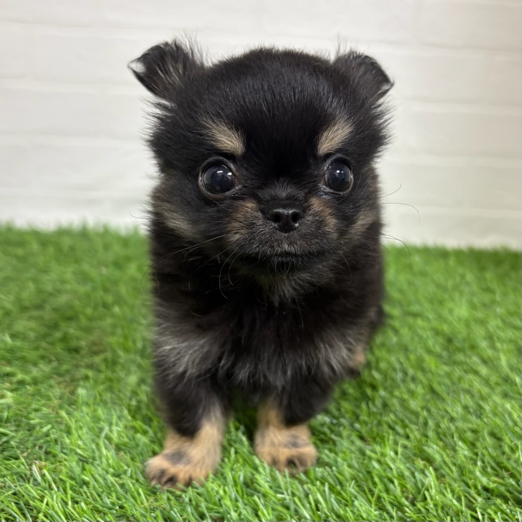 三重県のチワワ(ロング) (ワンニャンハウス四日市店/2025年11月24日生まれ/男の子/ブラックタン)の子犬の3枚目の画像