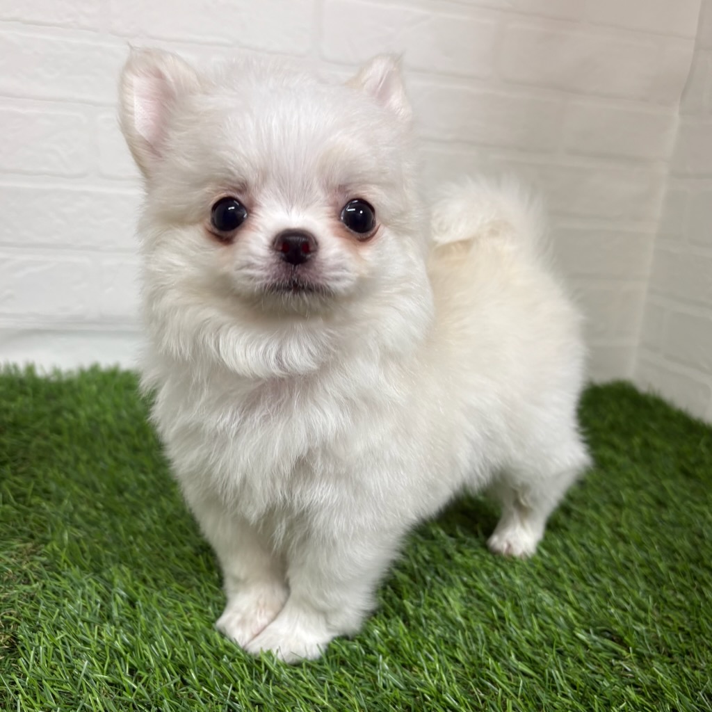 三重県のチワワ(ロング) (ワンニャンハウス四日市店/2026年1月11日生まれ/女の子/クリームホワイト)の子犬の1枚目の画像