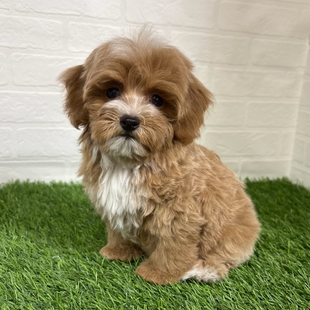 三重県のハーフ犬・ミックス犬 (ワンニャンハウス四日市店/2026年2月8日生まれ/男の子/クリームホワイト)の子犬の2枚目の画像