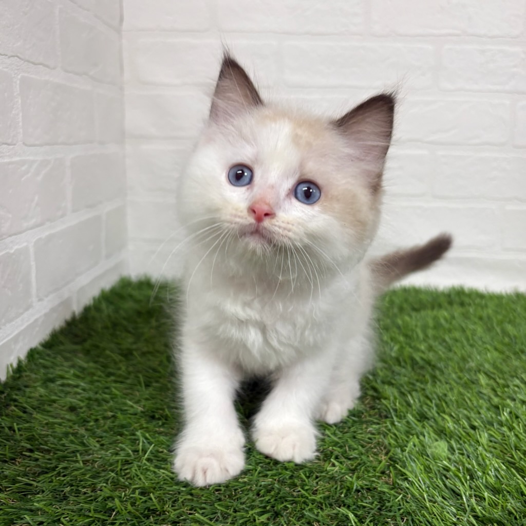 三重県のラグドール (ワンニャンハウス四日市店/2025年11月2日生まれ/男の子/シールポイントバイカラー)の子猫の3枚目の画像