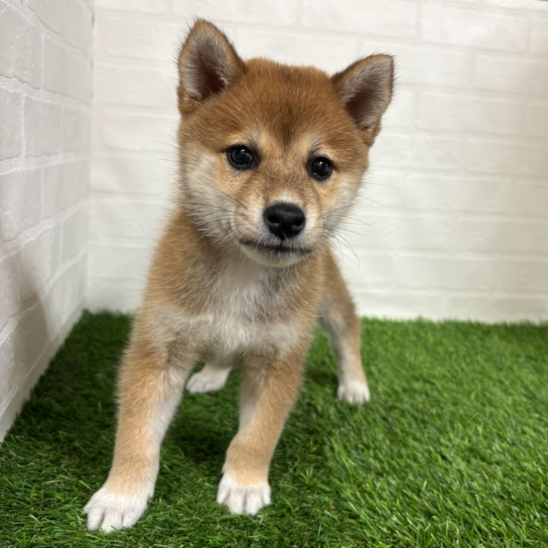三重県の柴犬(標準サイズ) (ワンニャンハウス四日市店/2025年8月10日生まれ/女の子/赤)の子犬の1枚目の画像