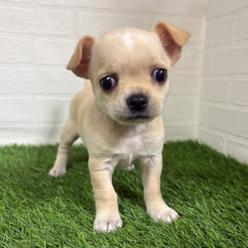 三重県のチワワ(ロング) (ワンニャンハウス四日市店/2025年8月25日生まれ/女の子/クリームホワイト)の子犬の1枚目の画像