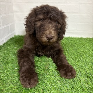 三重県のスタンダードプードル (ワンニャンハウス四日市店/2025年9月8日生まれ/女の子/ブラウン)の子犬の2枚目の画像