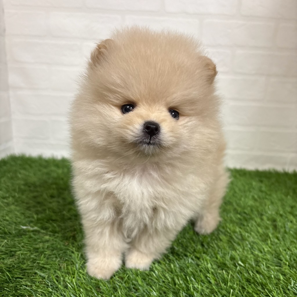 三重県のポメラニアン (ワンニャンハウス四日市店/2026年2月25日生まれ/女の子/クリーム)の子犬の1枚目の画像