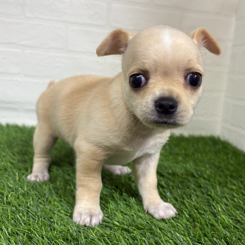 三重県のチワワ(ロング) (ワンニャンハウス四日市店/2025年8月25日生まれ/女の子/クリームホワイト)の子犬の3枚目の画像