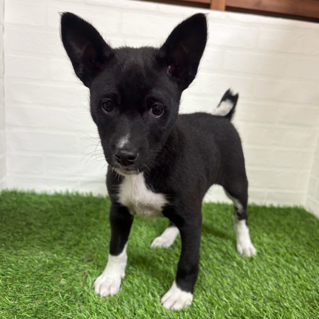 三重県のバセンジー (ワンニャンハウス四日市店/2025年11月23日生まれ/女の子/ブラックホワイト)の子犬の1枚目の画像