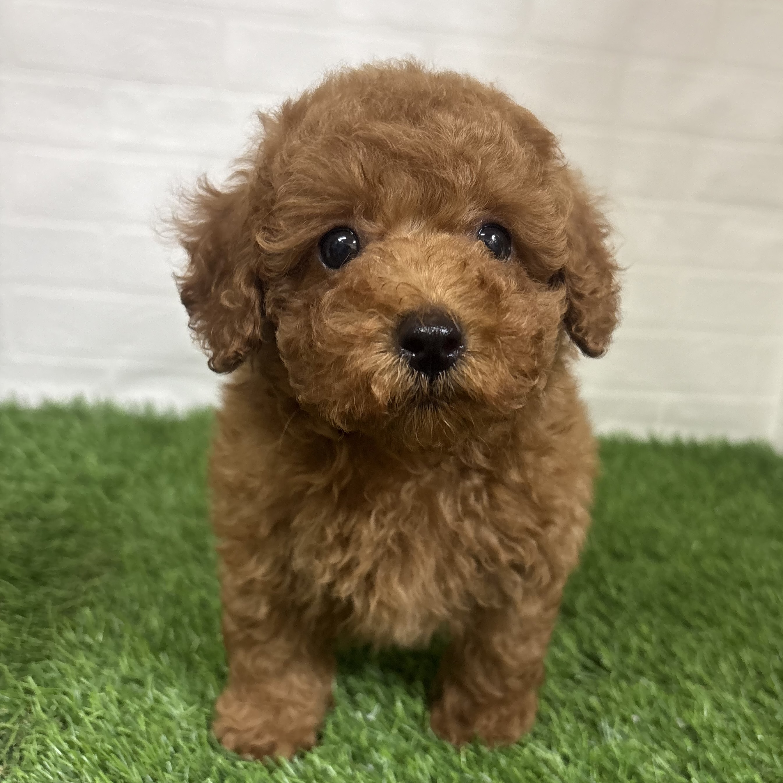 三重県のトイプードル(トイ) (ワンニャンハウス四日市店/2026年6月29日生まれ/男の子/レッド)の子犬の3枚目の画像