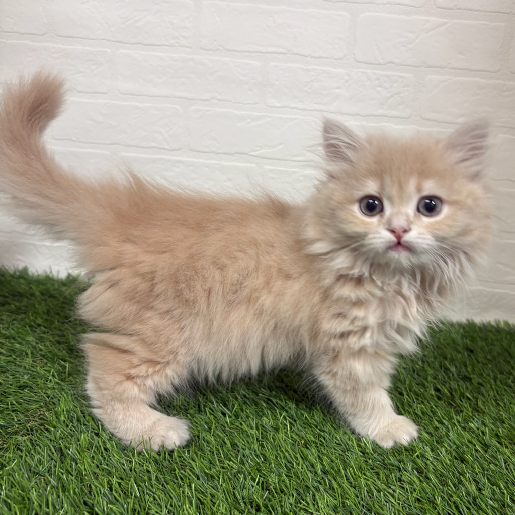 三重県のスコティッシュフォールド (ワンニャンハウス四日市店/2026年1月28日生まれ/女の子/クリームタビーホワイト)の子猫の3枚目の画像