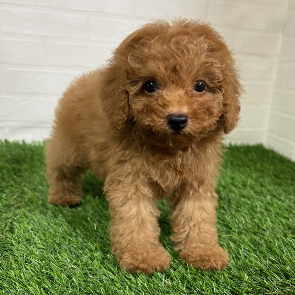 三重県のトイプードル(トイ) (ワンニャンハウス四日市店/2026年3月15日生まれ/女の子/レッド)の子犬の2枚目の画像
