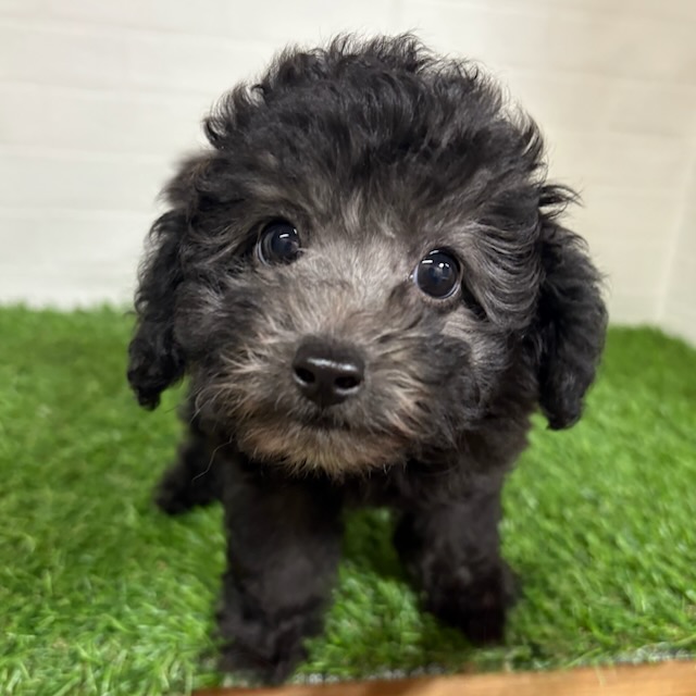 三重県のトイプードル(トイ) (ワンニャンハウス四日市店/2025年9月4日生まれ/女の子/シルバー)の子犬の3枚目の画像