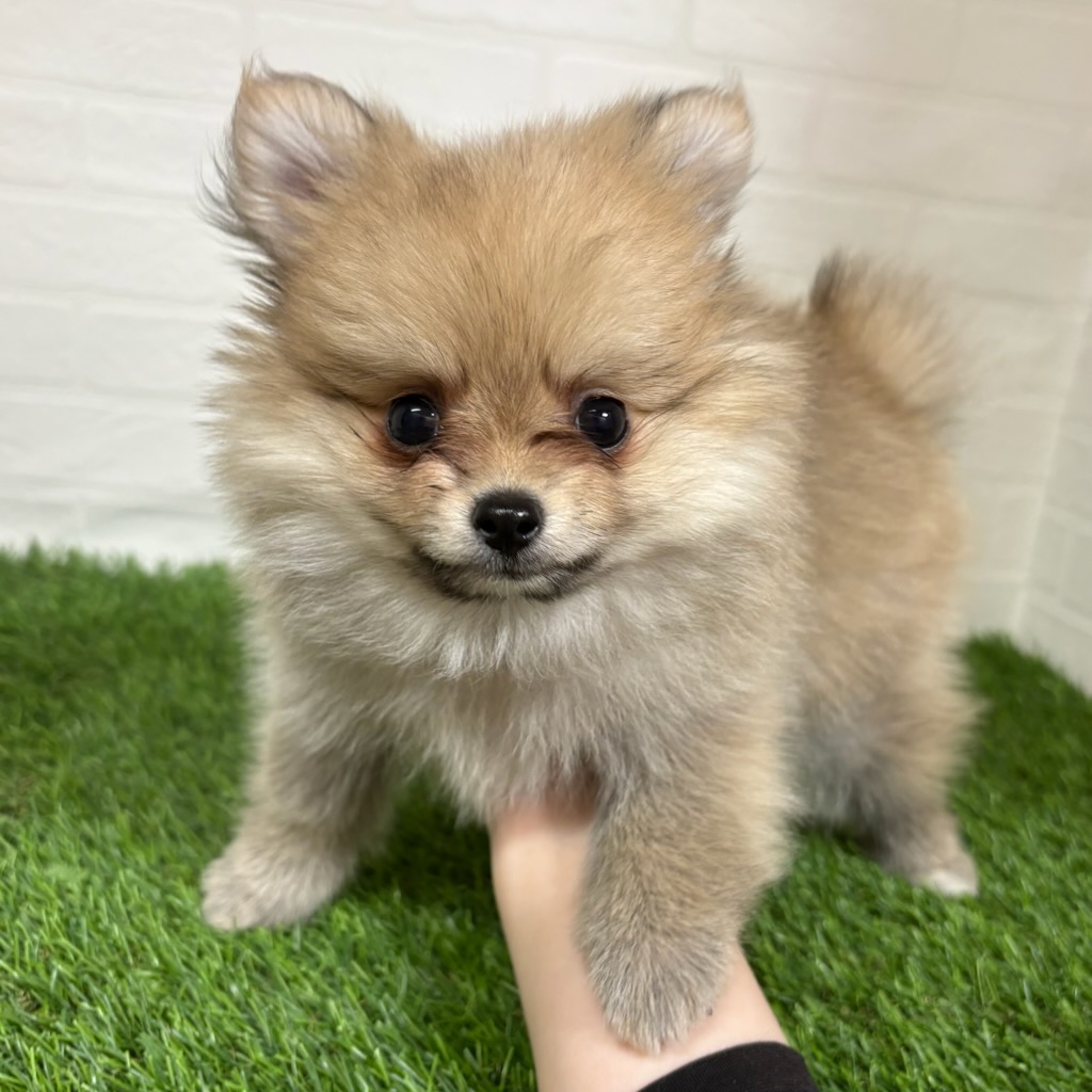 三重県のポメチワ/チワポメ/ポメチー(ポメラニアン×チワワ) (ワンニャンハウス四日市店/2025年10月15日生まれ/男の子/フォーン)の子犬の2枚目の画像