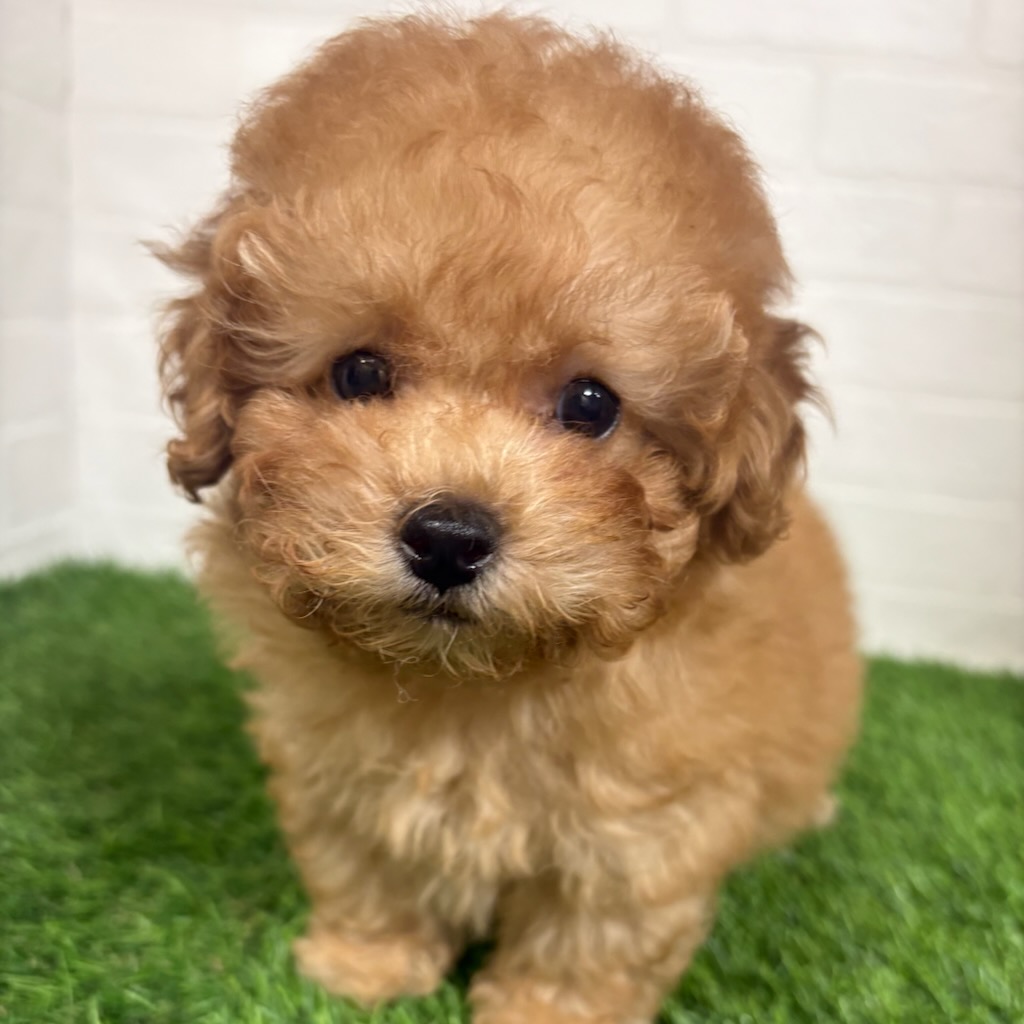 三重県のトイプードル(トイ) (ワンニャンハウス四日市店/2026年1月30日生まれ/男の子/オレンジフォーン)の子犬の3枚目の画像