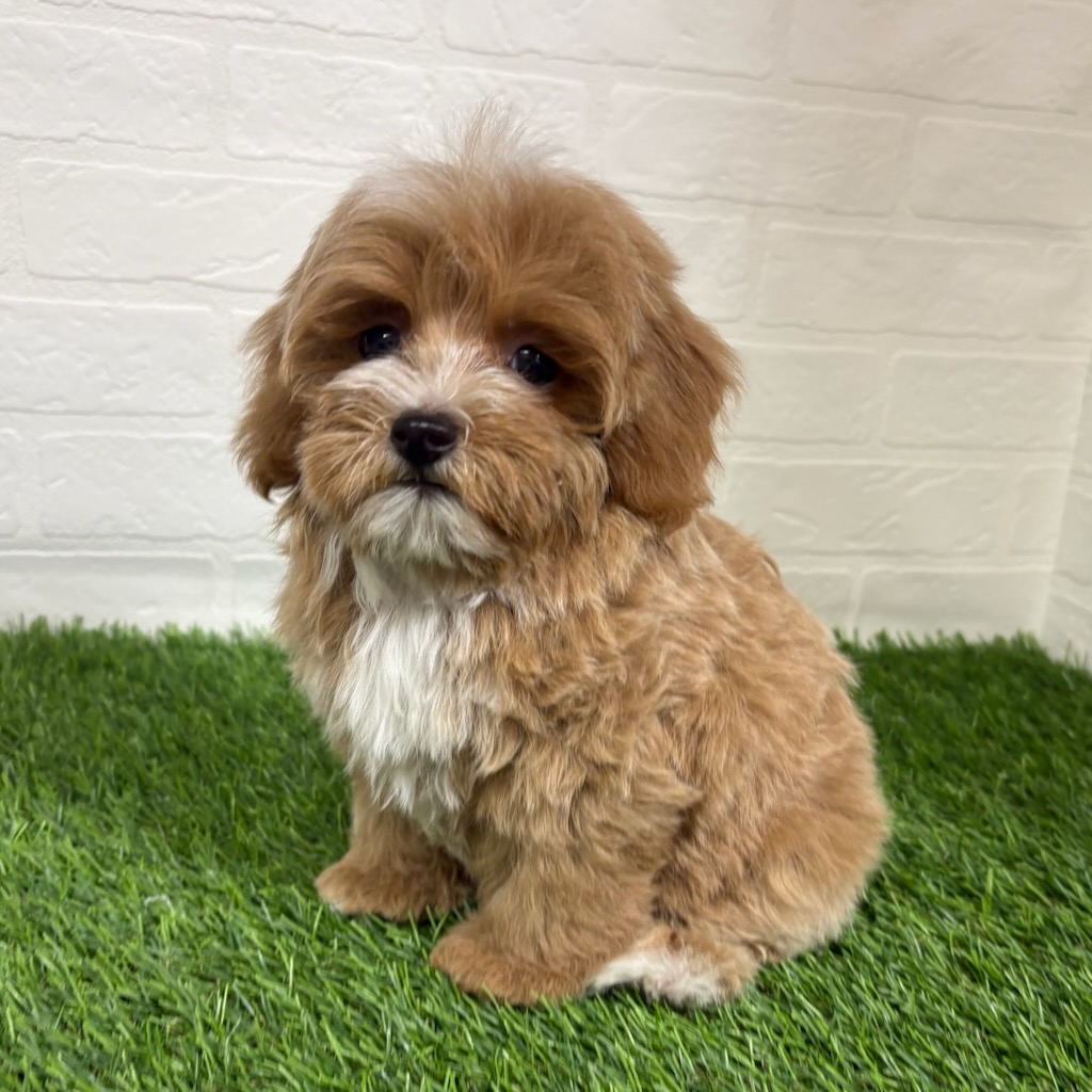 三重県のハーフ犬・ミックス犬 (ワンニャンハウス四日市店/2026年2月8日生まれ/男の子/クリームホワイト)の子犬の3枚目の画像