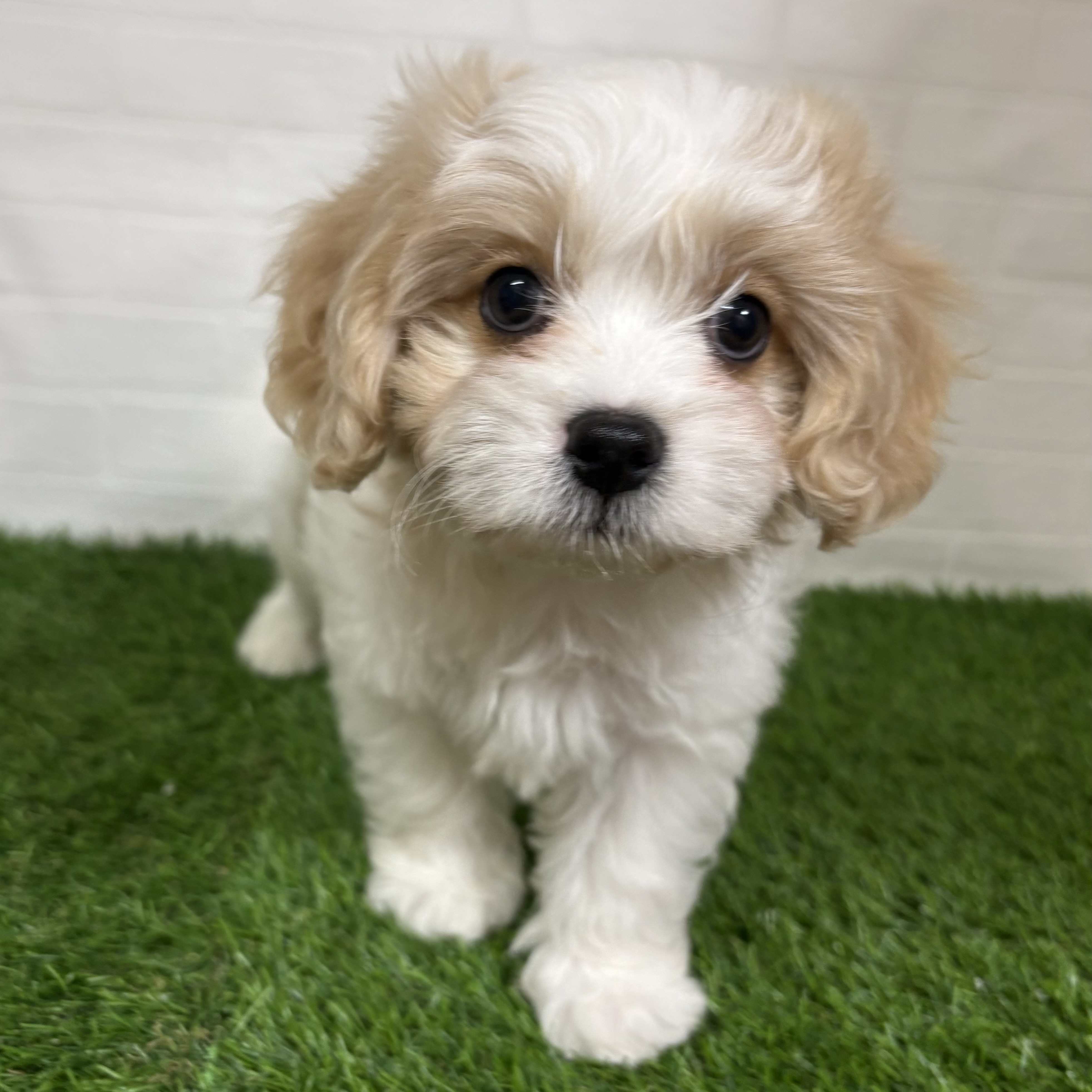 三重県のハーフ犬・ミックス犬 (ワンニャンハウス四日市店/2026年6月18日生まれ/男の子/ブレンハイム)の子犬の2枚目の画像