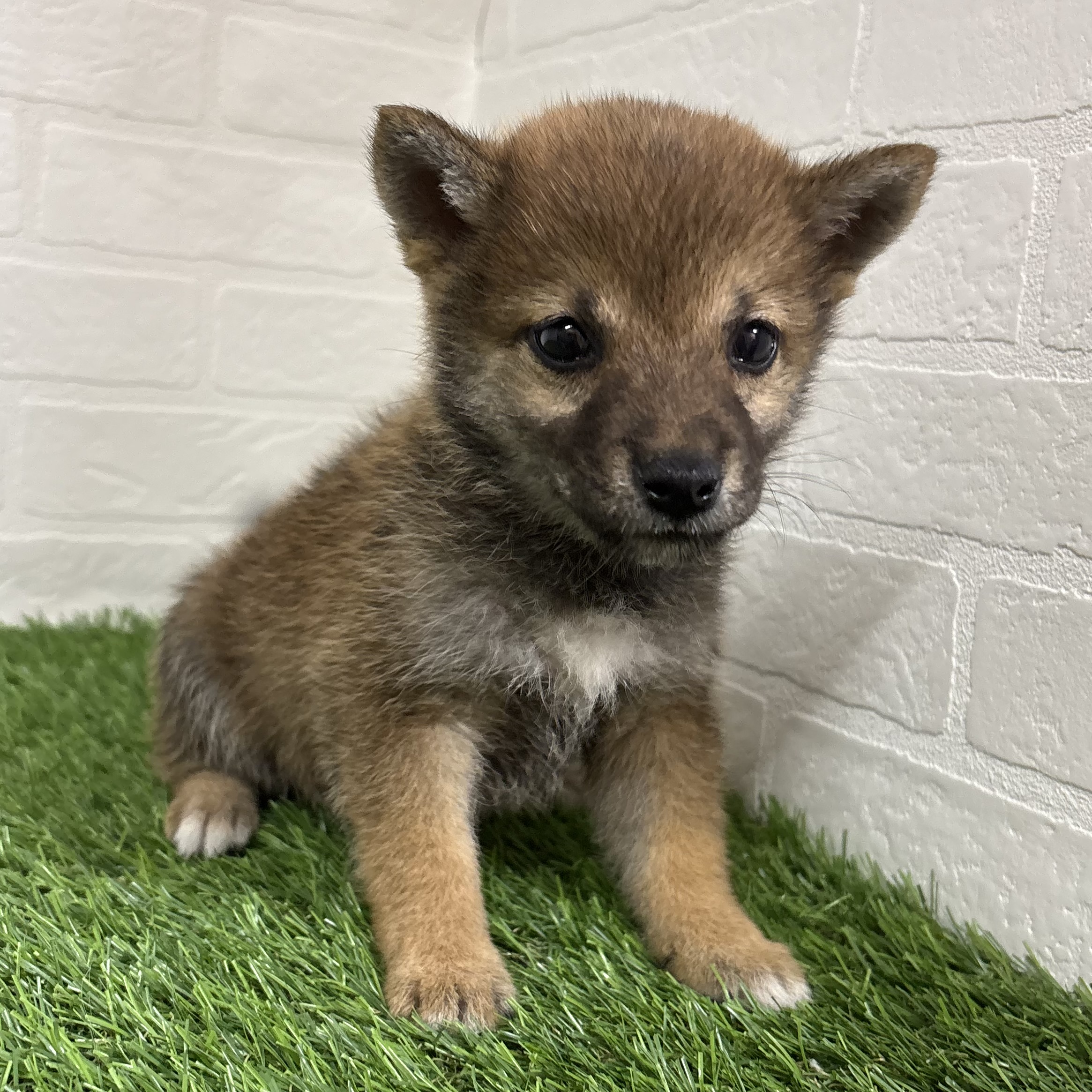 三重県の柴犬(標準サイズ) (ワンニャンハウス四日市店/2026年4月9日生まれ/女の子/赤)の子犬の2枚目の画像