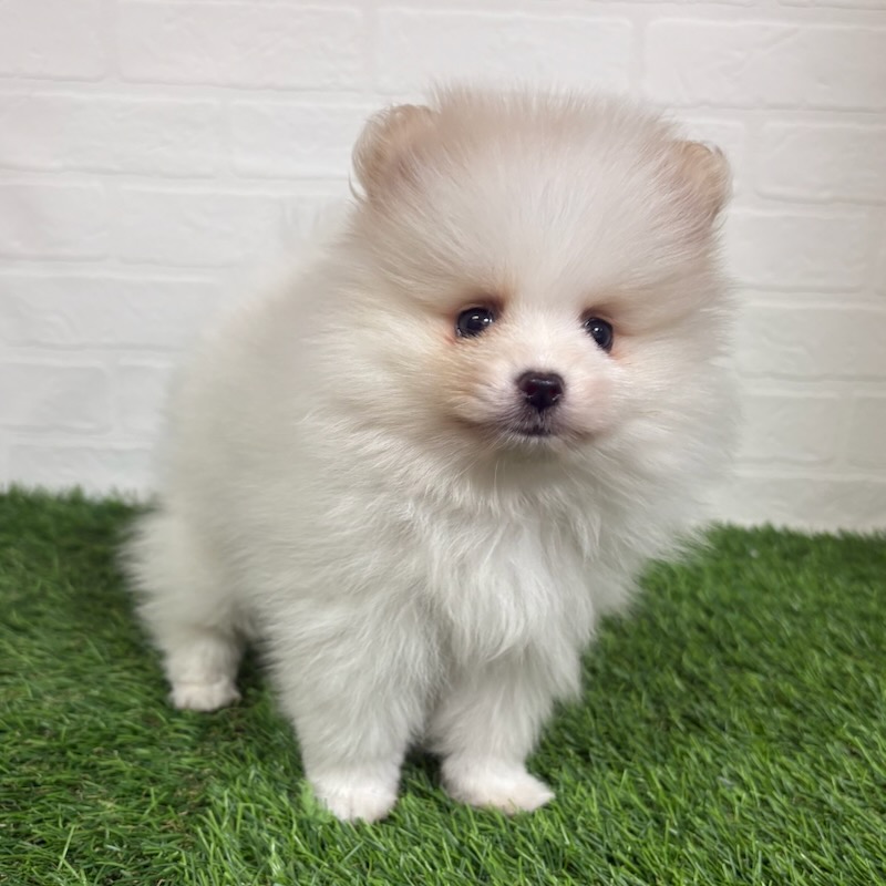三重県のポメラニアン (ワンニャンハウス四日市店/2025年10月11日生まれ/男の子/パーティーカラー)の子犬の3枚目の画像