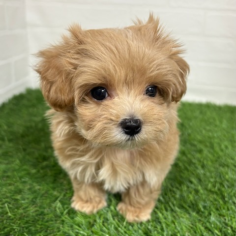 三重県のマルプー(マルチーズ×プードル) (ワンニャンハウス四日市店/2025年9月10日生まれ/女の子/クリームホワイト)の子犬の3枚目の画像