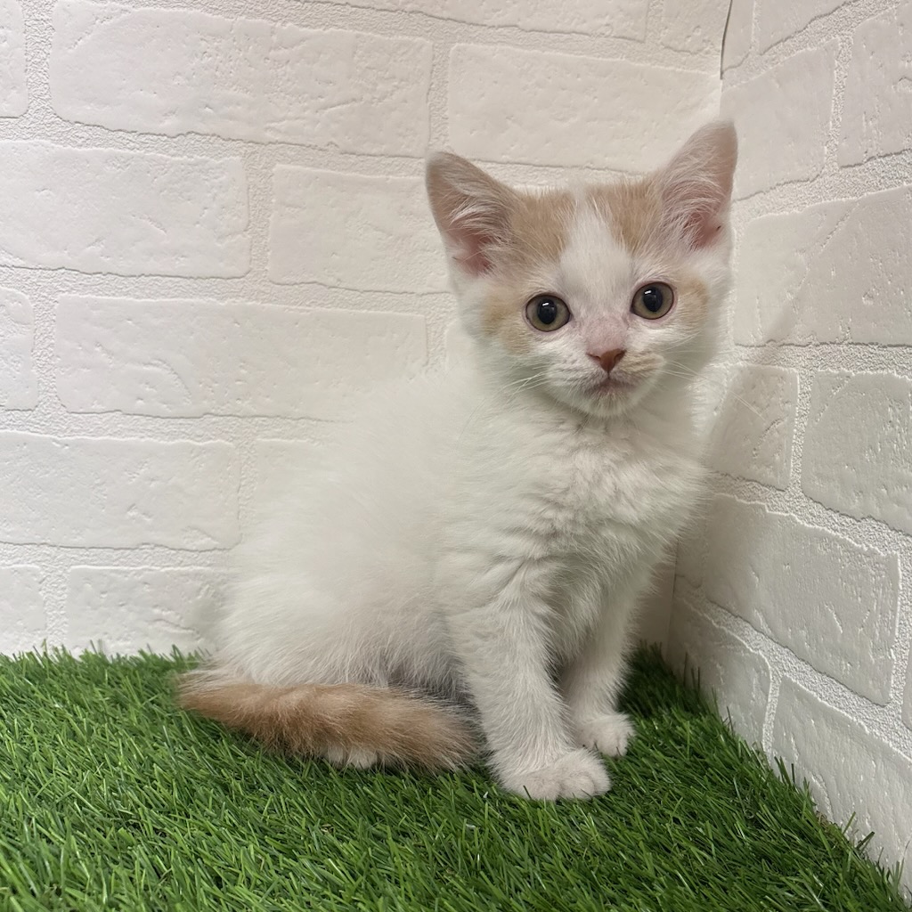 三重県のスコティッシュフォールド (ワンニャンハウス四日市店/2026年2月20日生まれ/男の子/クリームタビーホワイト)の子猫の1枚目の画像