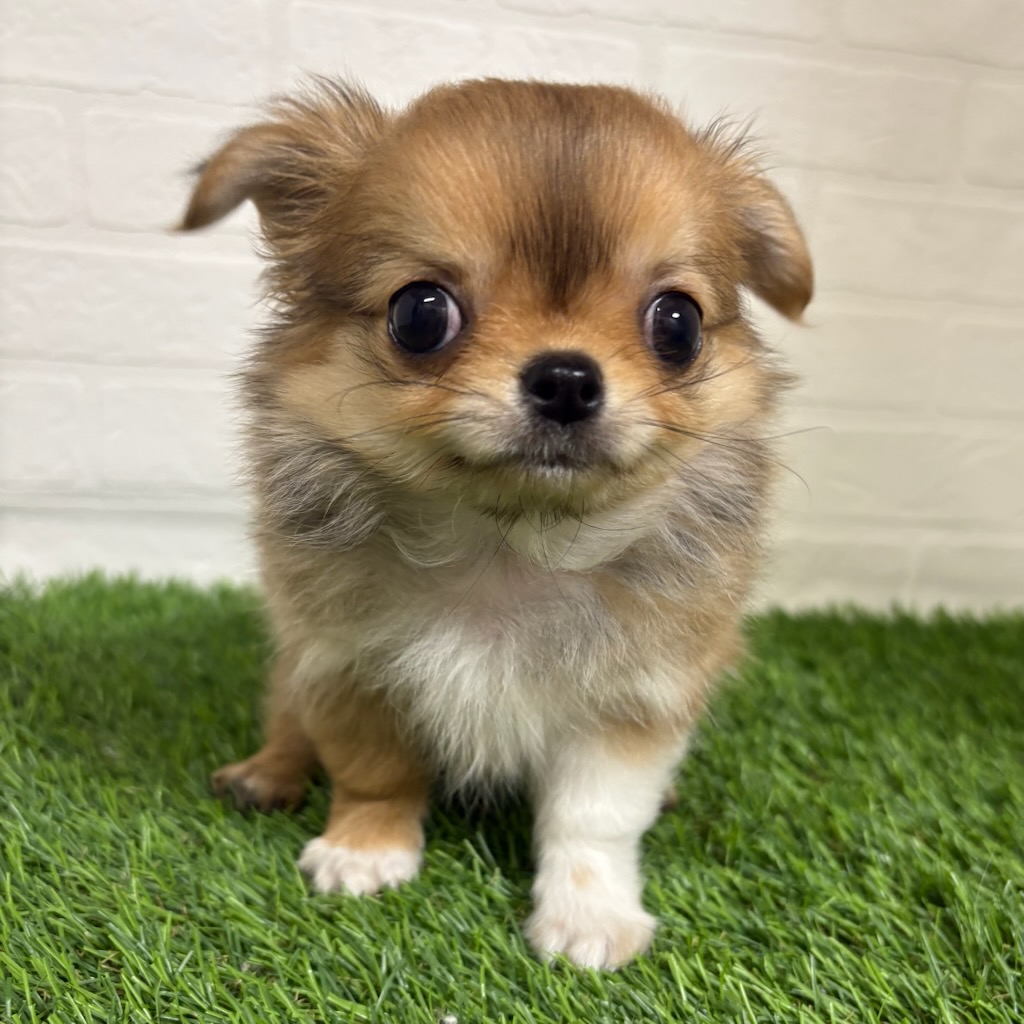 三重県のチワワ(ロング) (ワンニャンハウス四日市店/2026年2月13日生まれ/男の子/フォーン)の子犬の1枚目の画像