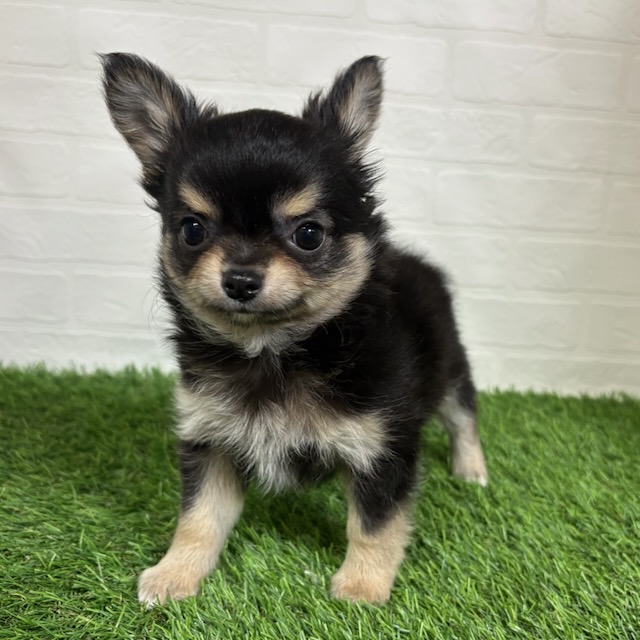 三重県のチワワ(ロング) (ワンニャンハウス四日市店/2026年4月5日生まれ/男の子/ブラックタン)の子犬の1枚目の画像