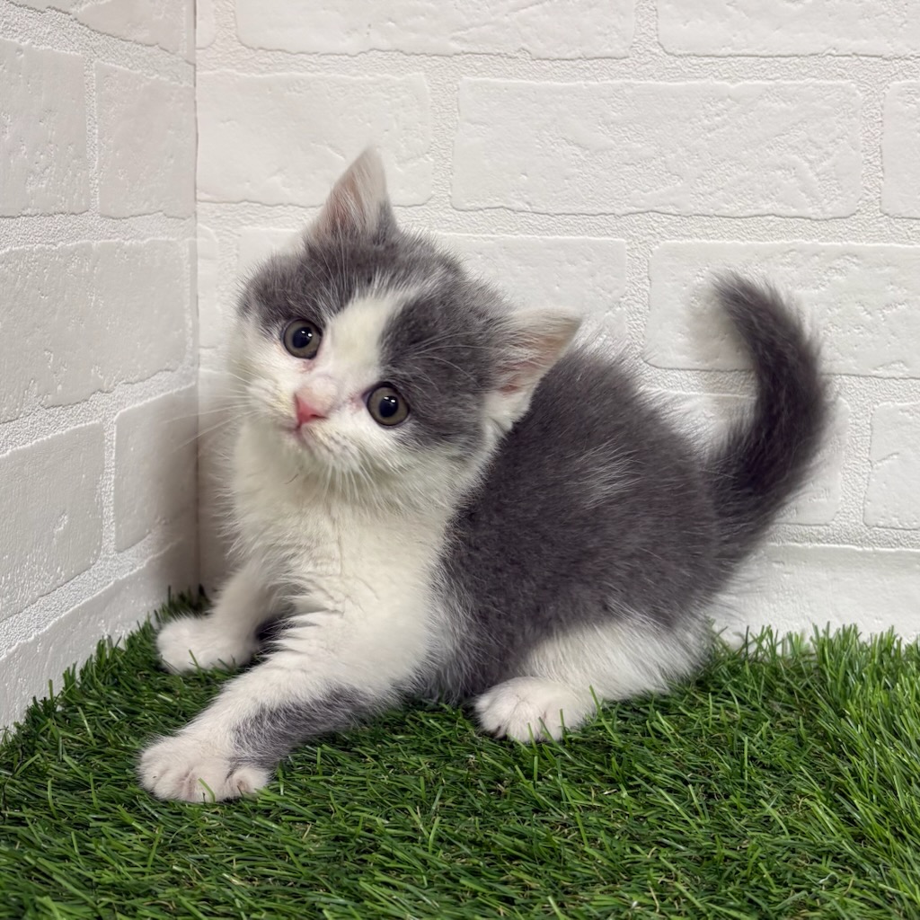 三重県のブリティッシュショートヘアー (ワンニャンハウス四日市店/2025年10月18日生まれ/男の子/ブルーホワイト)の子猫の3枚目の画像