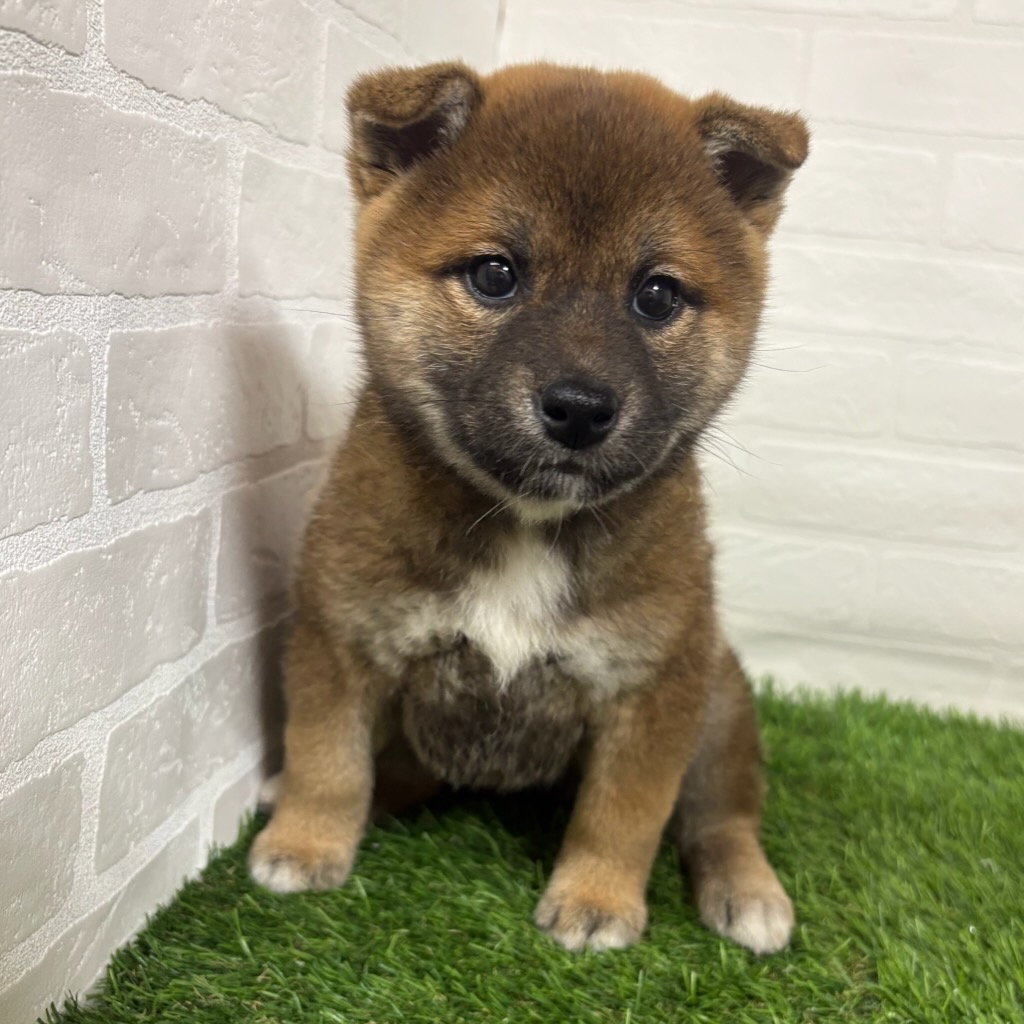 三重県の柴犬(標準サイズ) (ワンニャンハウス四日市店/2026年3月9日生まれ/女の子/赤)の子犬の3枚目の画像