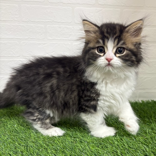 三重県のスコティッシュフォールド (ワンニャンハウス四日市店/2025年10月9日生まれ/男の子/ブラックタビーホワイト)の子猫の3枚目の画像