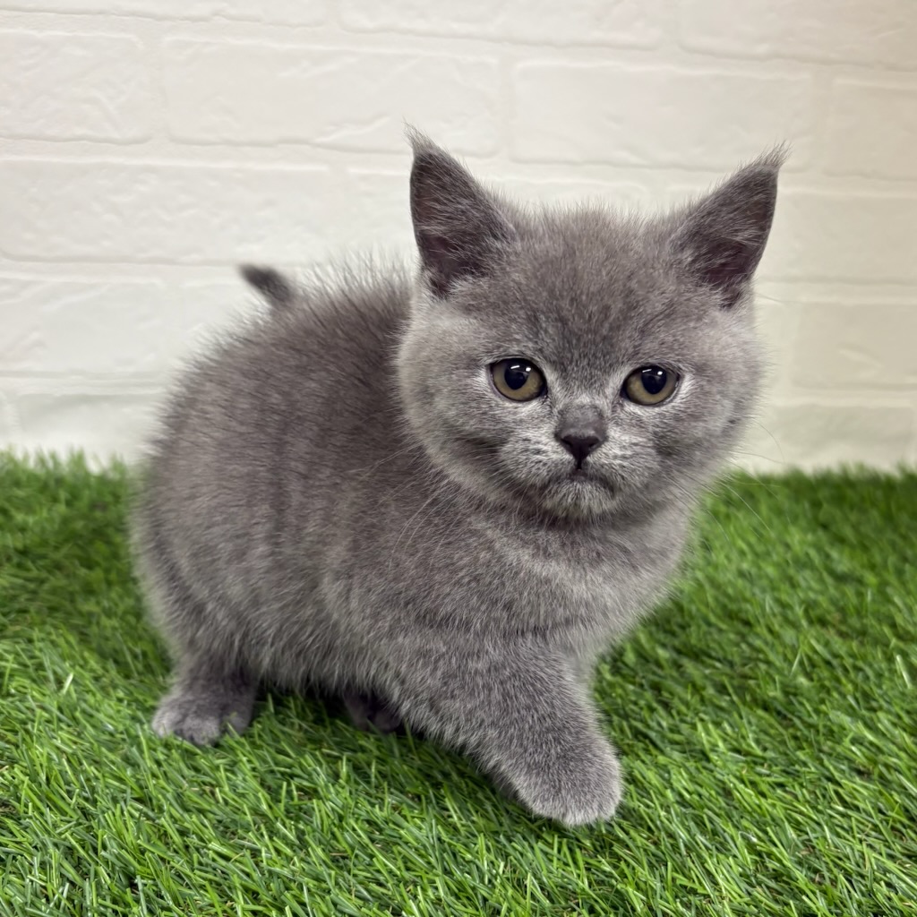 三重県のブリティッシュショートヘアー (ワンニャンハウス四日市店/2026年1月7日生まれ/女の子/ブルー)の子猫の2枚目の画像