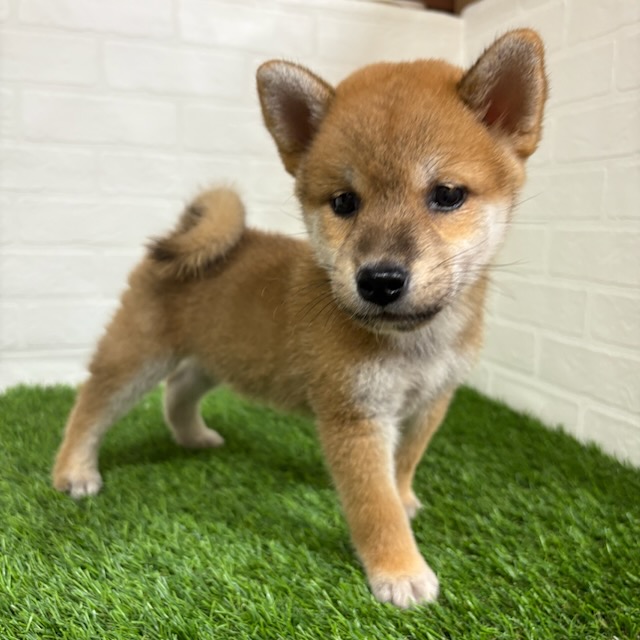 三重県の柴犬(標準サイズ) (ワンニャンハウス四日市店/2025年7月28日生まれ/男の子/赤)の子犬の1枚目の画像
