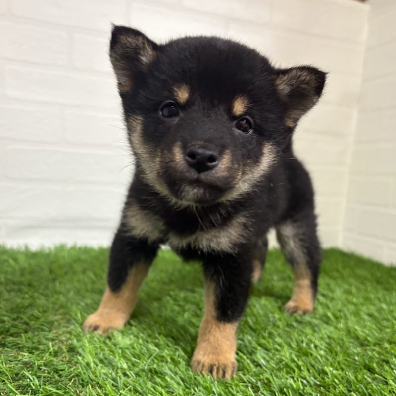 三重県の豆柴 (ワンニャンハウス四日市店/2025年10月11日生まれ/女の子/黒)の子犬の1枚目の画像