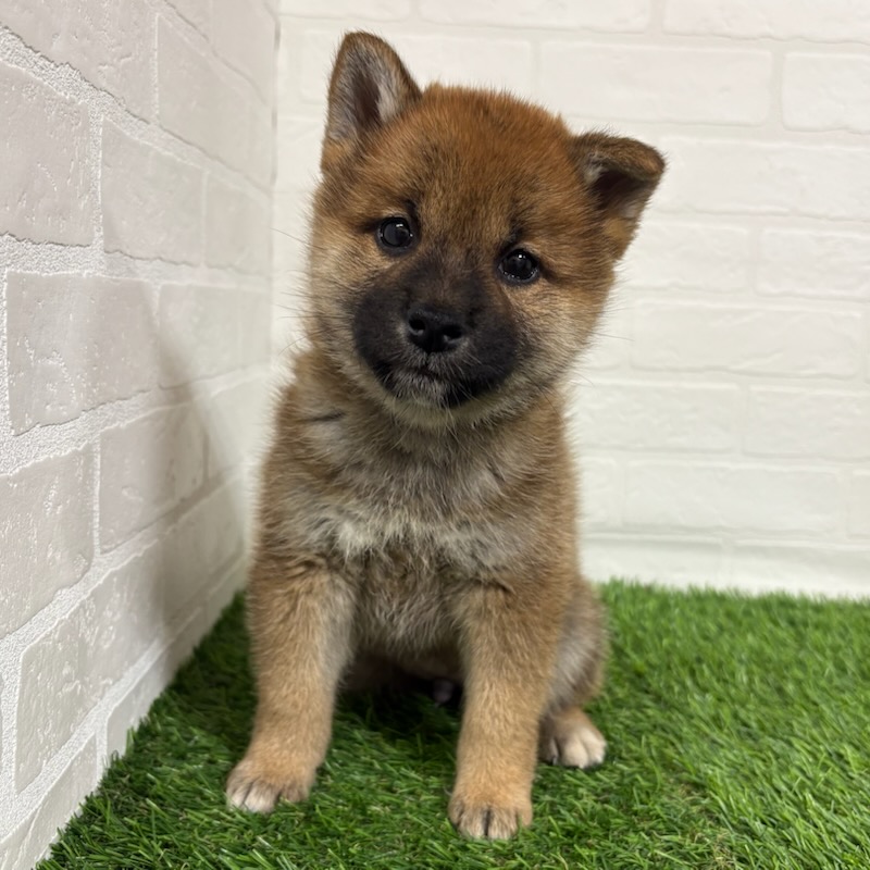 三重県の柴犬(標準サイズ) (ワンニャンハウス四日市店/2025年9月14日生まれ/女の子/赤)の子犬の2枚目の画像