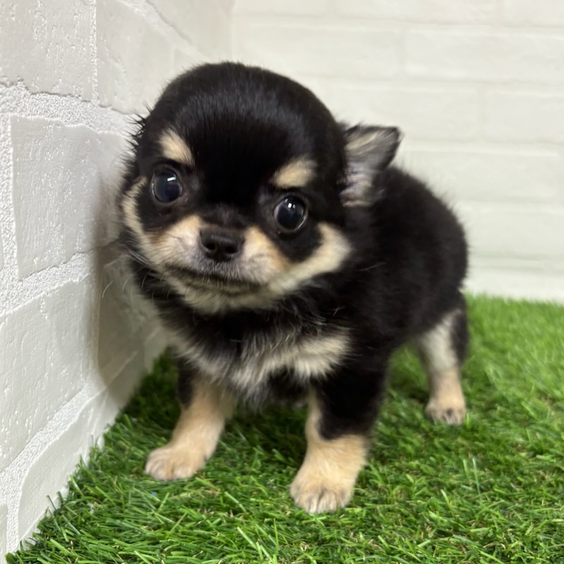 三重県のチワワ(ロング) (ワンニャンハウス四日市店/2025年8月20日生まれ/男の子/ブラックタン)の子犬の2枚目の画像