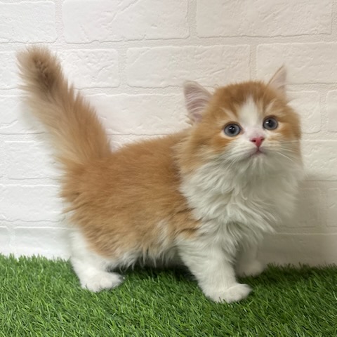 三重県のスコティッシュフォールド (ワンニャンハウス四日市店/2025年9月29日生まれ/男の子/レッドホワイト)の子猫の1枚目の画像