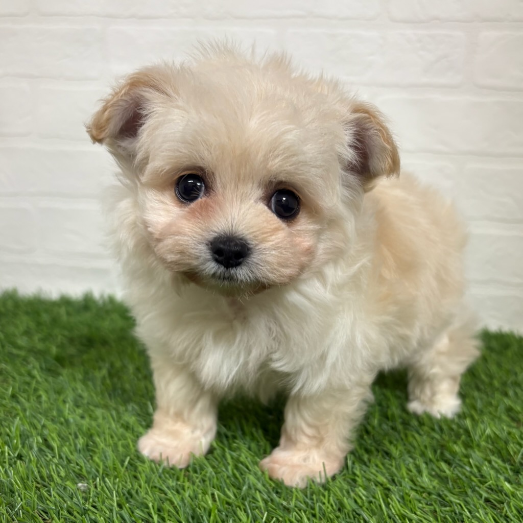 三重県のハーフ犬・ミックス犬 (ワンニャンハウス四日市店/2026年3月29日生まれ/男の子/ホワイト)の子犬の1枚目の画像
