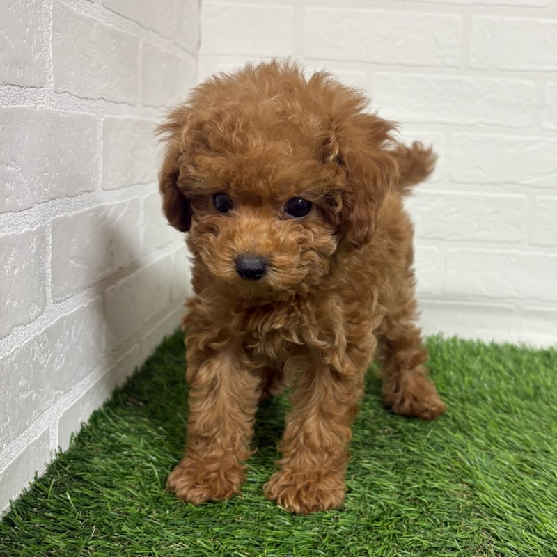 三重県のトイプードル(トイ) (ワンニャンハウス四日市店/2025年9月28日生まれ/男の子/レッド)の子犬の3枚目の画像