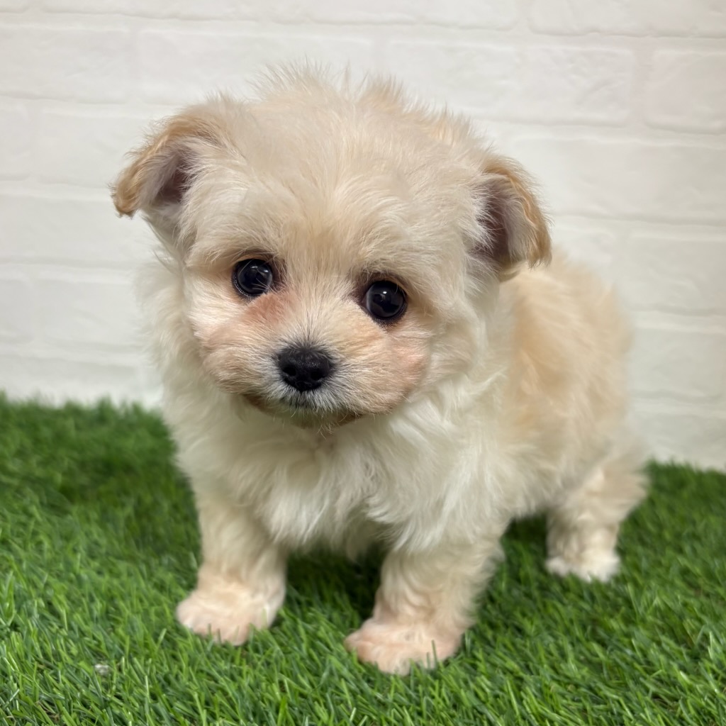 三重県のハーフ犬・ミックス犬 (ワンニャンハウス四日市店/2026年3月29日生まれ/男の子/ホワイト)の子犬の3枚目の画像