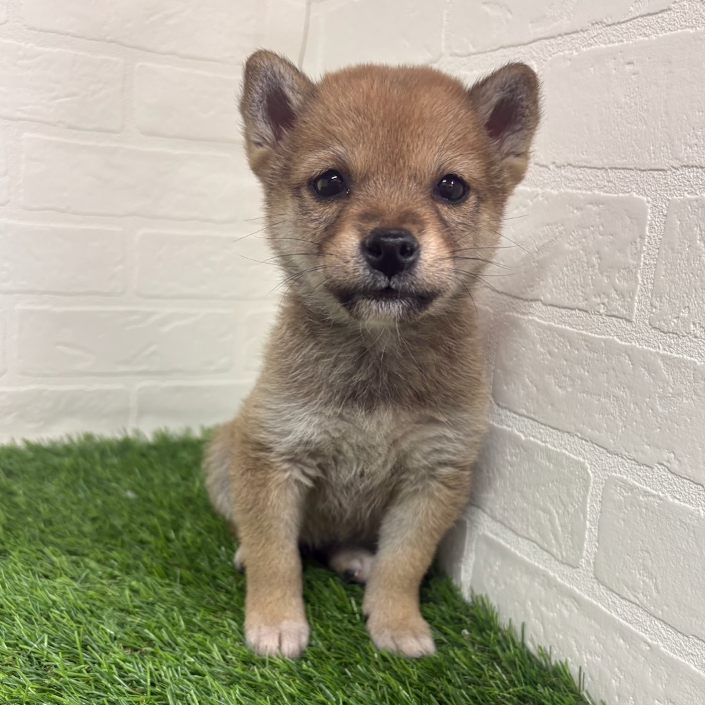 三重県の柴犬(標準サイズ) (ワンニャンハウス四日市店/2025年11月17日生まれ/女の子/赤)の子犬の3枚目の画像