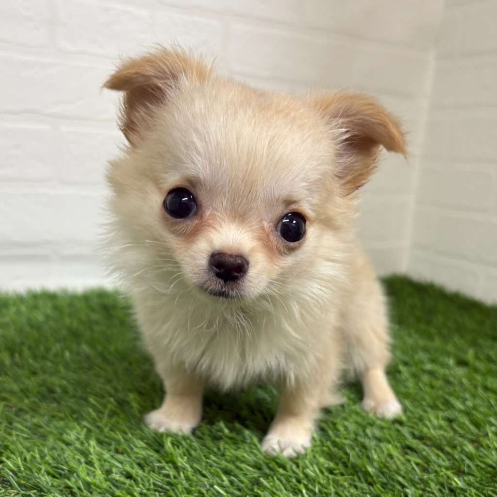 三重県のチワワ(ロング) (ワンニャンハウス四日市店/2025年9月11日生まれ/女の子/クリームホワイト)の子犬の3枚目の画像