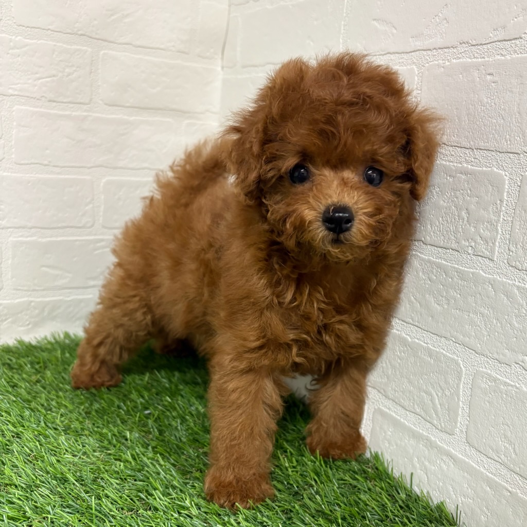 三重県のトイプードル(トイ) (ワンニャンハウス四日市店/2025年12月22日生まれ/男の子/レッド)の子犬の1枚目の画像