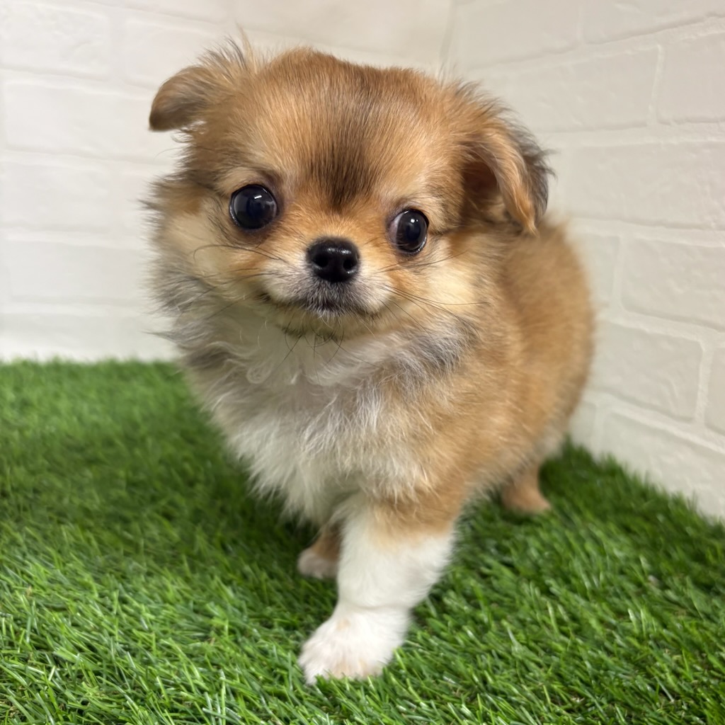 三重県のチワワ(ロング) (ワンニャンハウス四日市店/2026年2月13日生まれ/男の子/フォーン)の子犬の3枚目の画像