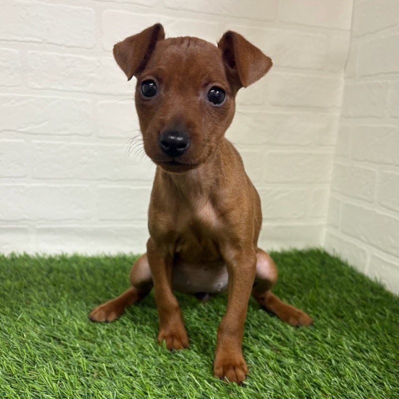 三重県のミニチュアピンシャー (ワンニャンハウス四日市店/2025年9月22日生まれ/女の子/レッド)の子犬の2枚目の画像